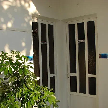 Flame Lily & Faliraki